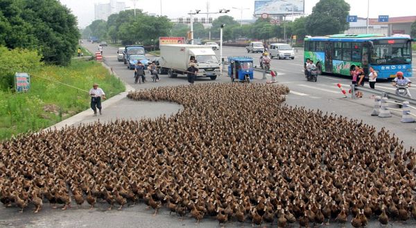5000 Bebek Bikin Macet Jalan  Raya