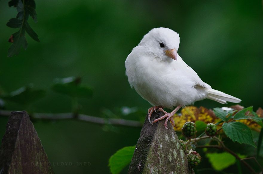 13. White Sparrow by David Lloyd