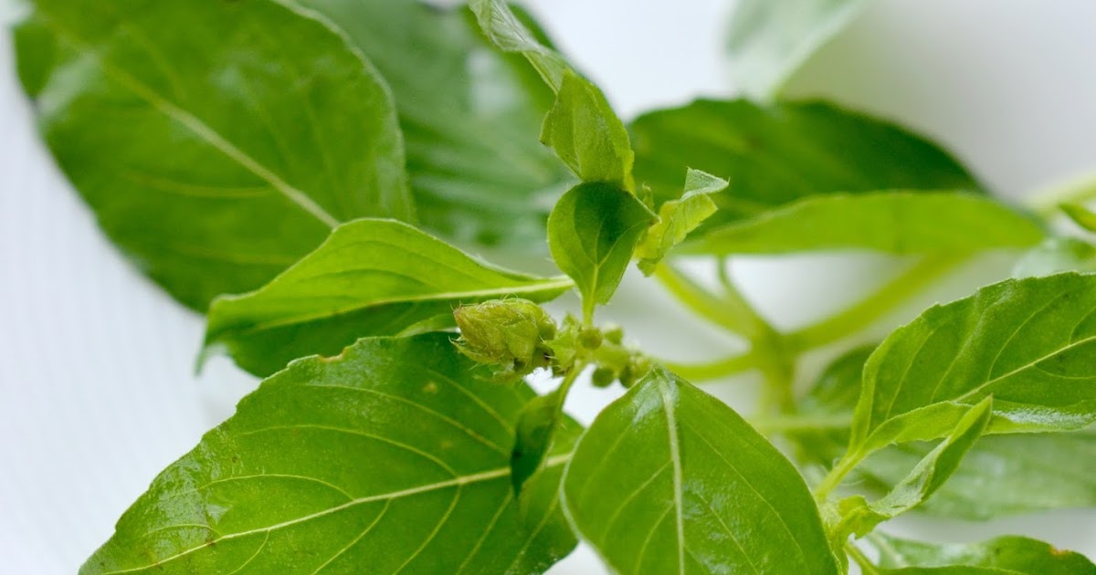 Jenis Daun Untuk Masakan