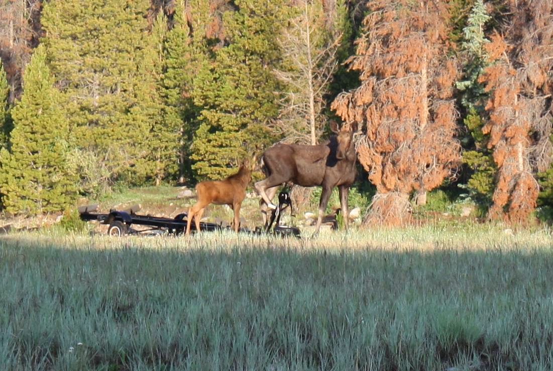 Welcome to the Garden Spot: Fav Photos Part 2: Colorado Wildlife