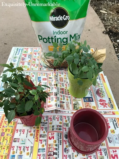 Transplanting Mini Roses on newspaper with potting soil bag in background