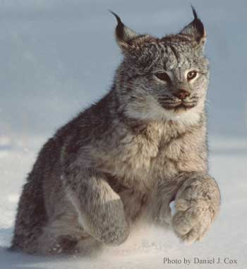Asian Lynx 7