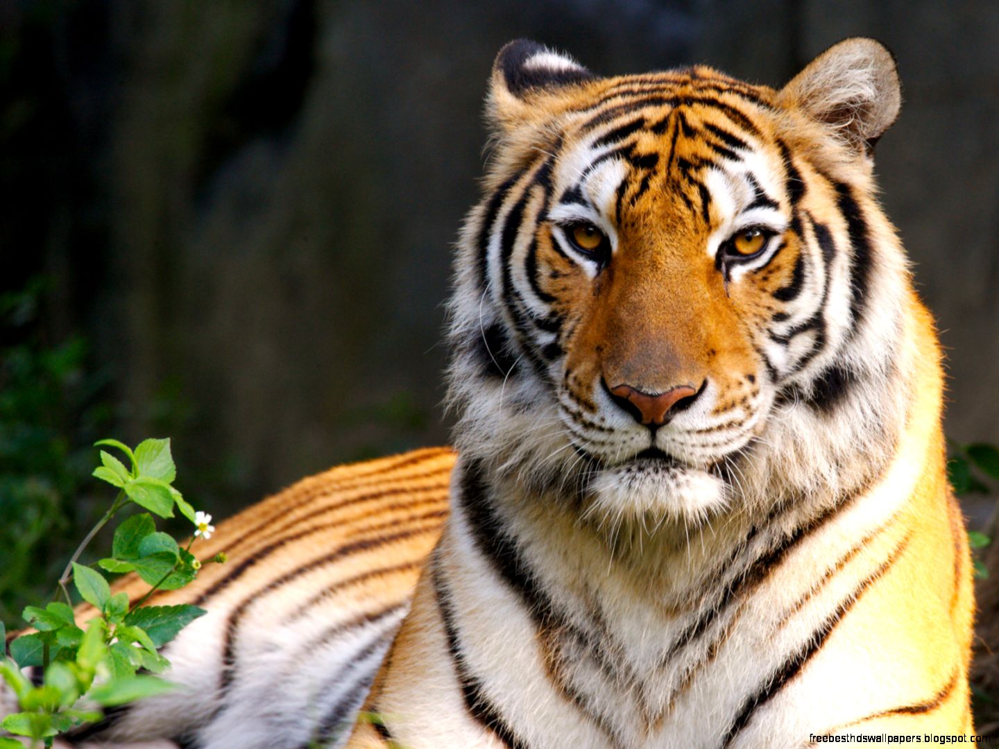 Download Tiger Wallpaper Free Best Hd Wallpapers
