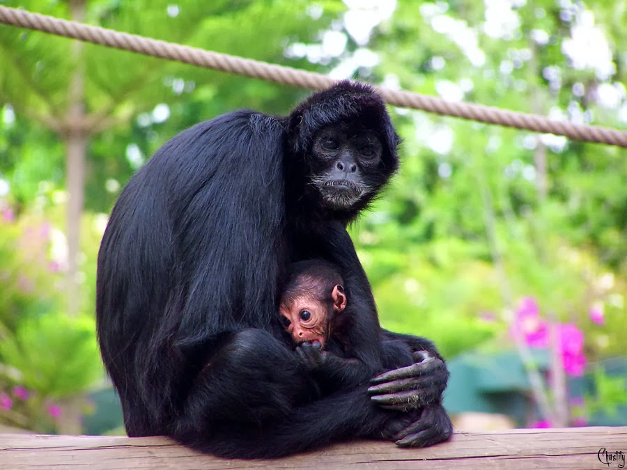 Spider Monkey | Wild Life World