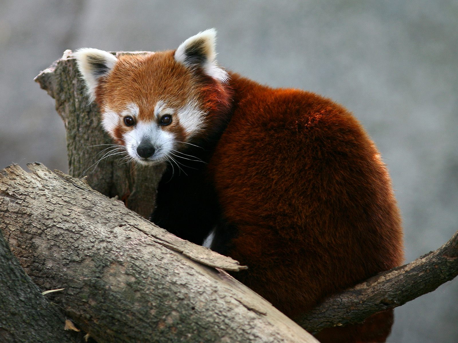 The Red Panda Cute Wildlife | The Wildlife