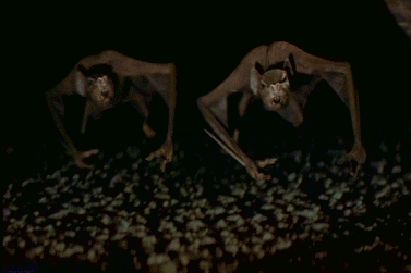 Down Among the "Z" Movies: Bats (1999)