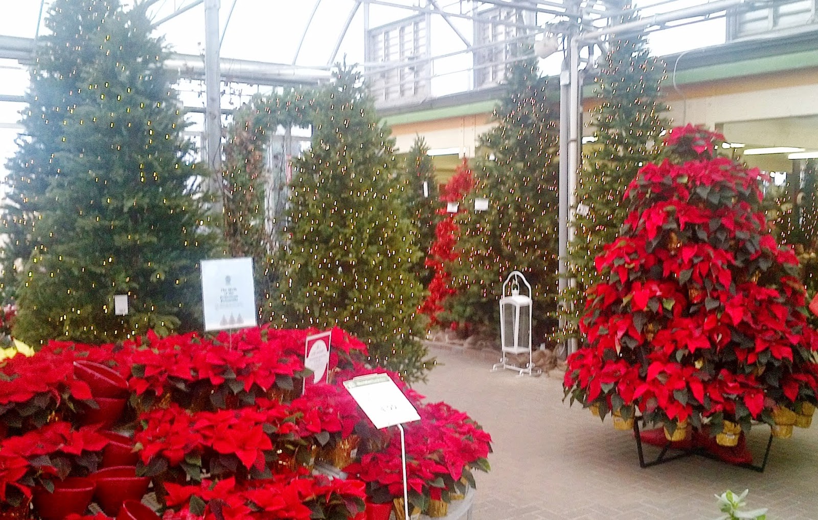 DESIGN SAVVY INTERIORS Christmas has come to Sheridan Nurseries