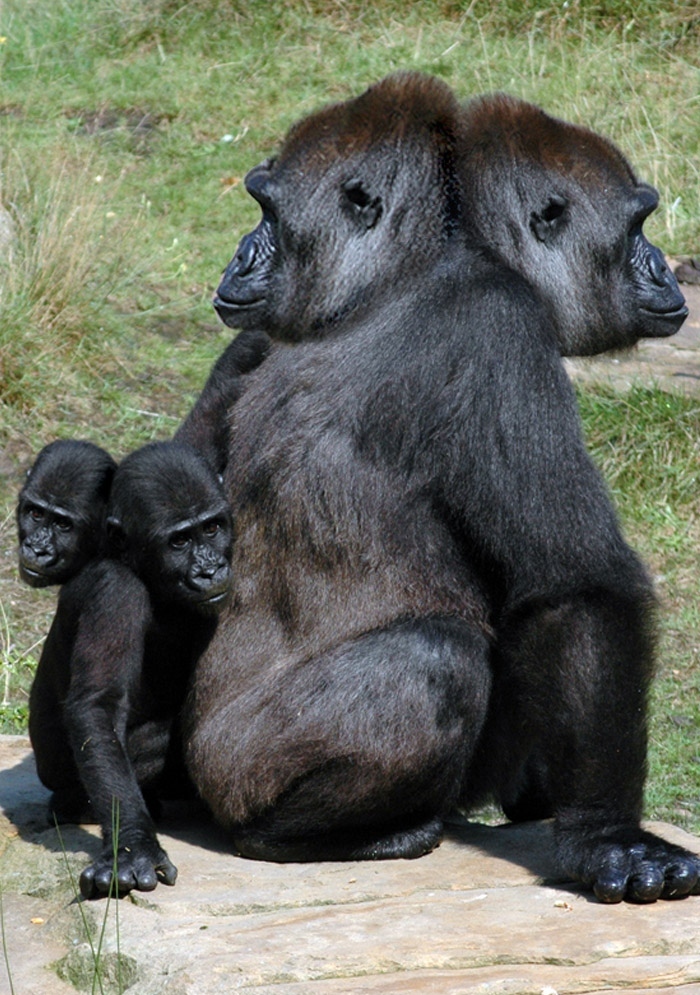amazing-photographs-wiki-two-headed-animals-collection-1