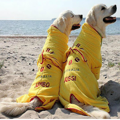 SurfDog-Australia-Dog-Drying-Coats