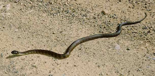Eastern Brown Snake paling berbisa didunia