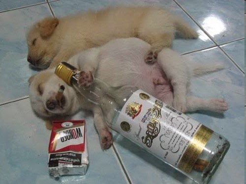 HD wellpaper,Funny Photos, Download Funny Wallpapers,pictures free