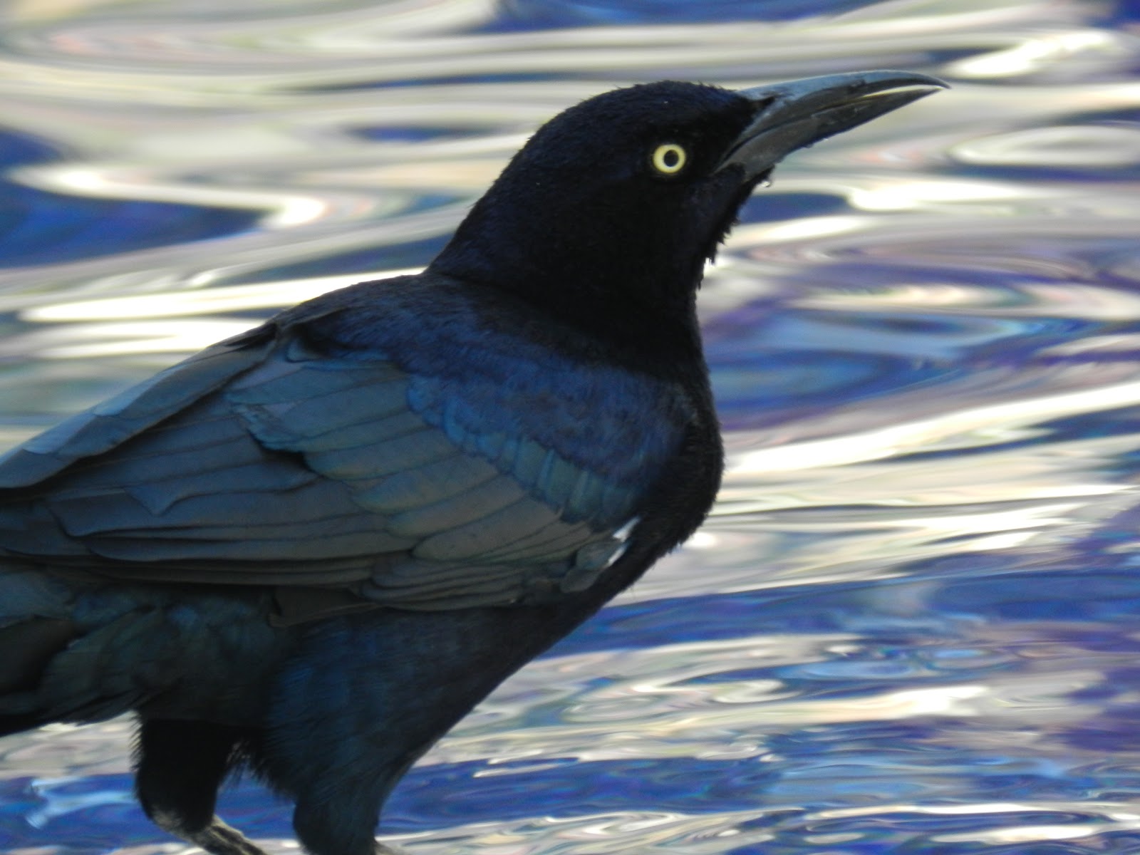 Wildlife Photography Birds in Puerto Vallarta, Mexico