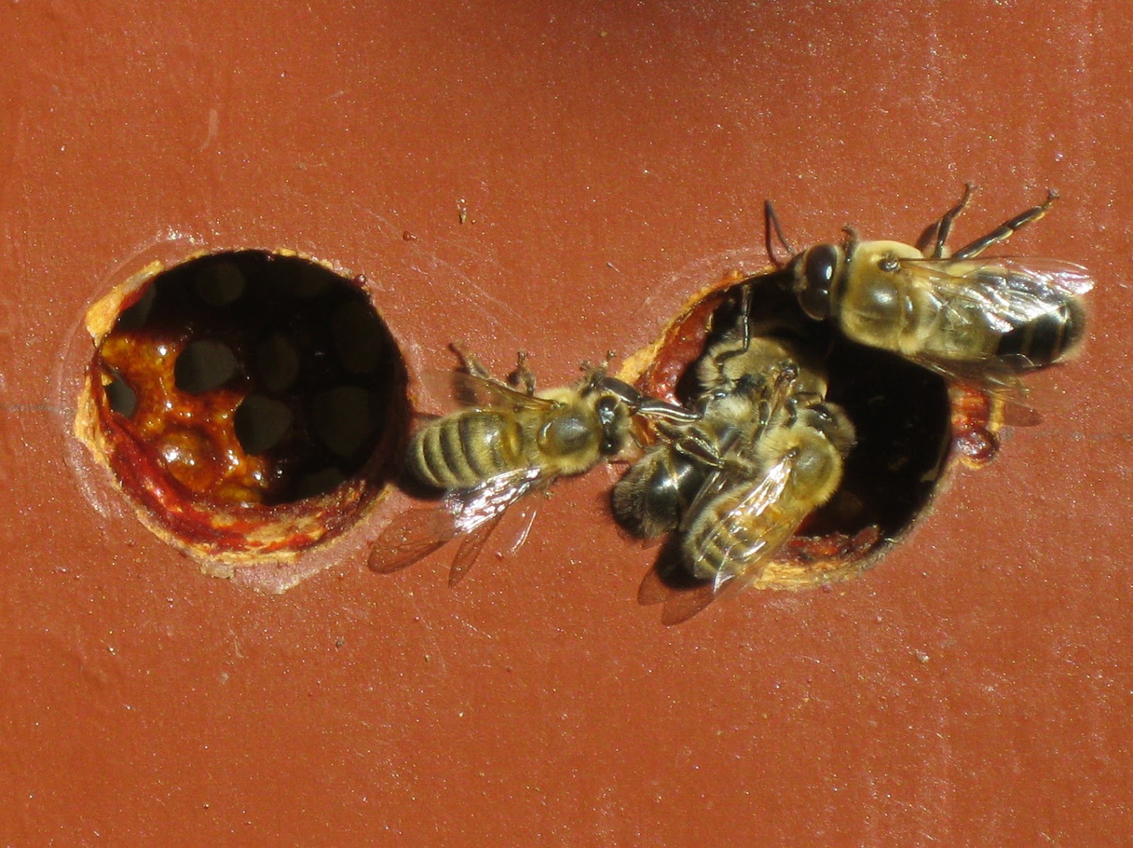 apiarism The Bee Barn