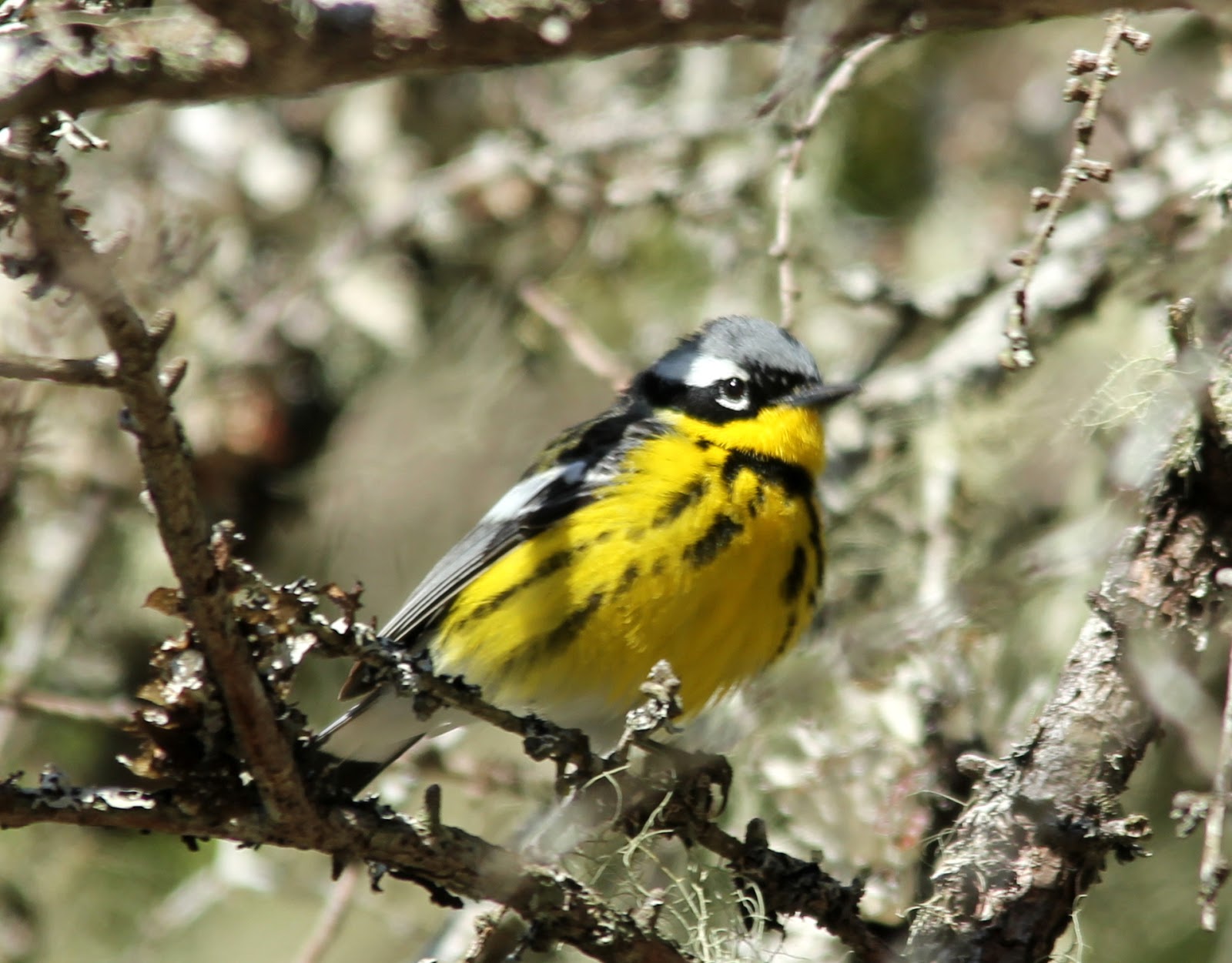 Here and There Day 133 12th May 2016 Magnolia Warbler, Black