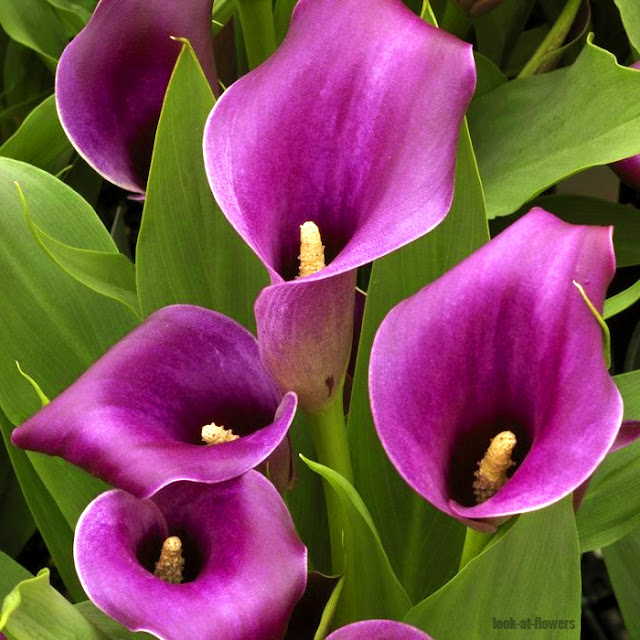 Calla flowers|Pictures of flowers