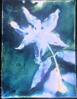 Wet cyanotype_Sue Reno_Image 440