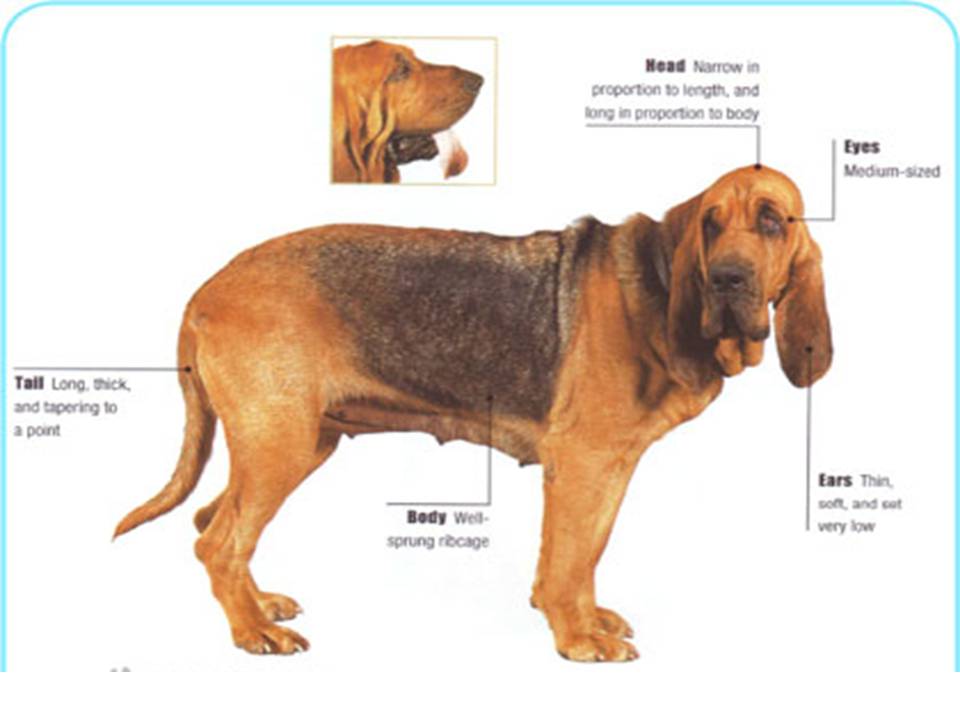 Какие действия принадлежат собаке которой сделали операцию. Бладхаунд рост. Бассет хаунд стандарт породы FCI. Бладхаунд щенок. Бладхаунд форма головы.