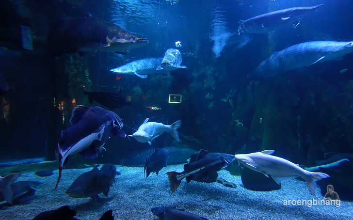 sea world ancol jakarta