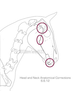 Three important areas for the artist to understand horse's anatomy