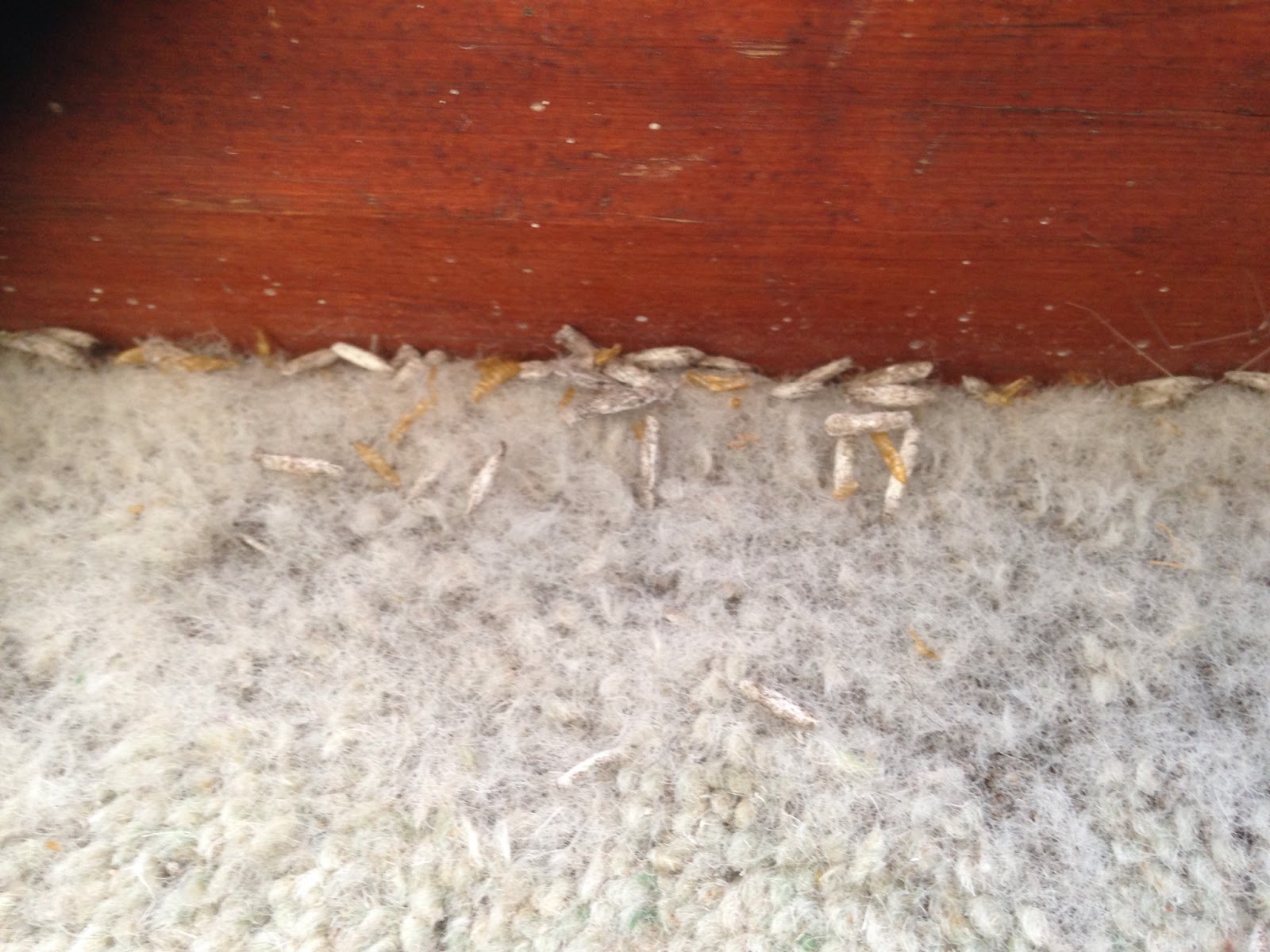 Moths: Invasion of the carpet munchers ~ Art of Clean - UK - 01223 863632