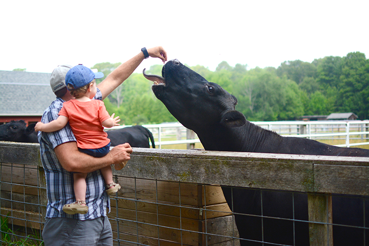 The Farm, Door County | My Darling Days The Farm, Door County | My Darling Days