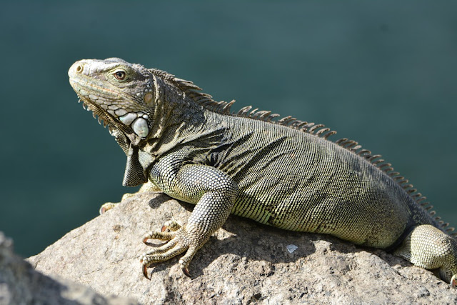 Iguana Aruba