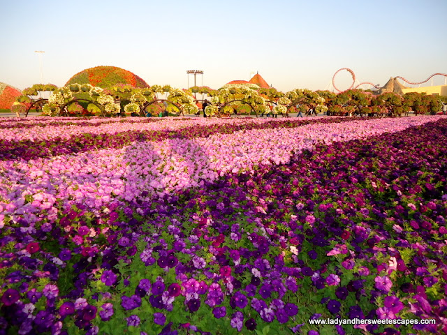 more flowers at Dubai Miracle Garden