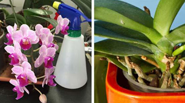  Revive Your Orchids