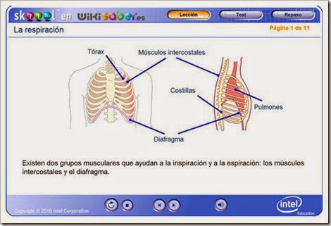 http://www.skoool.es/content/los/biology/breathing/index.html