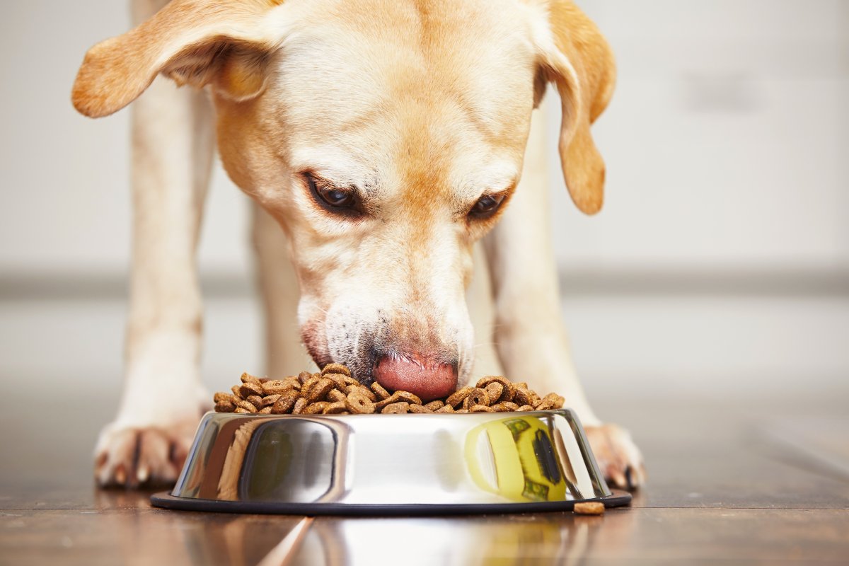List of Best Natural dog Food Get All Viral Things In One Place