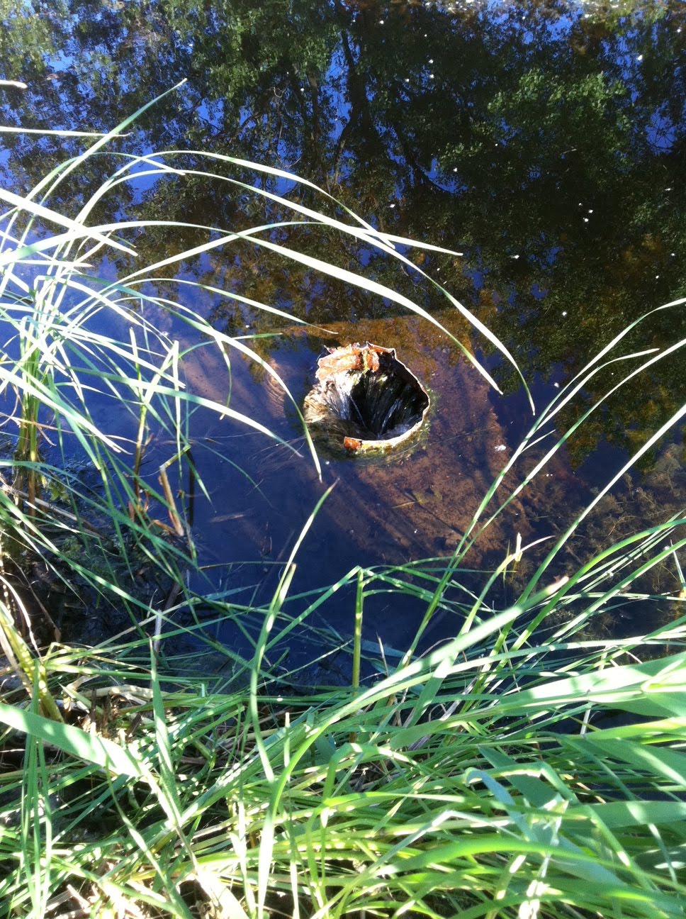 koi-pond-overflow-filter2.jpg