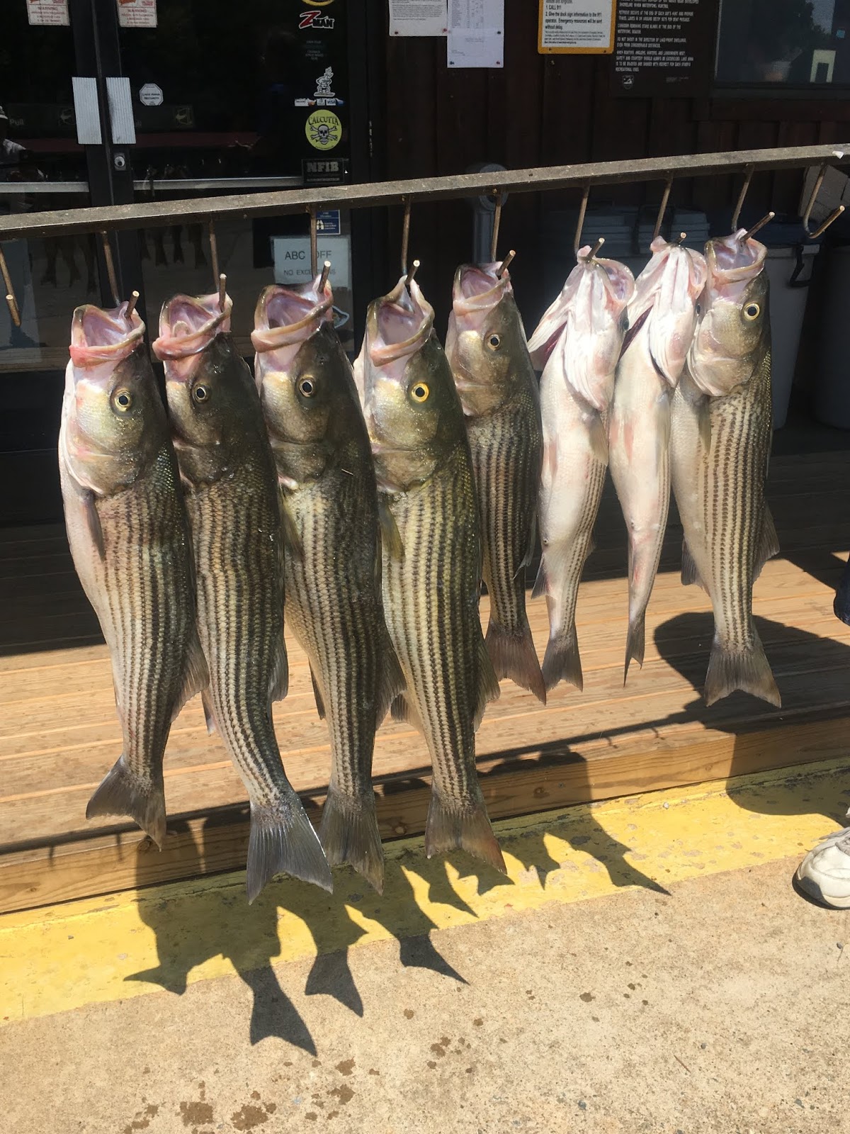 Lake Anna Striper Guide Journal Striper fishing on Lake Anna is heating up!
