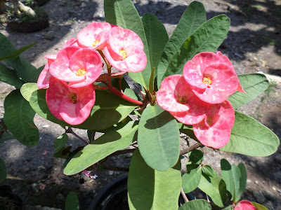 Panduan Memanfaatkan Tanaman Jengger Ayam Sebagai Media Pengobatan Penyakit Obat Herbal Jengger Ayam