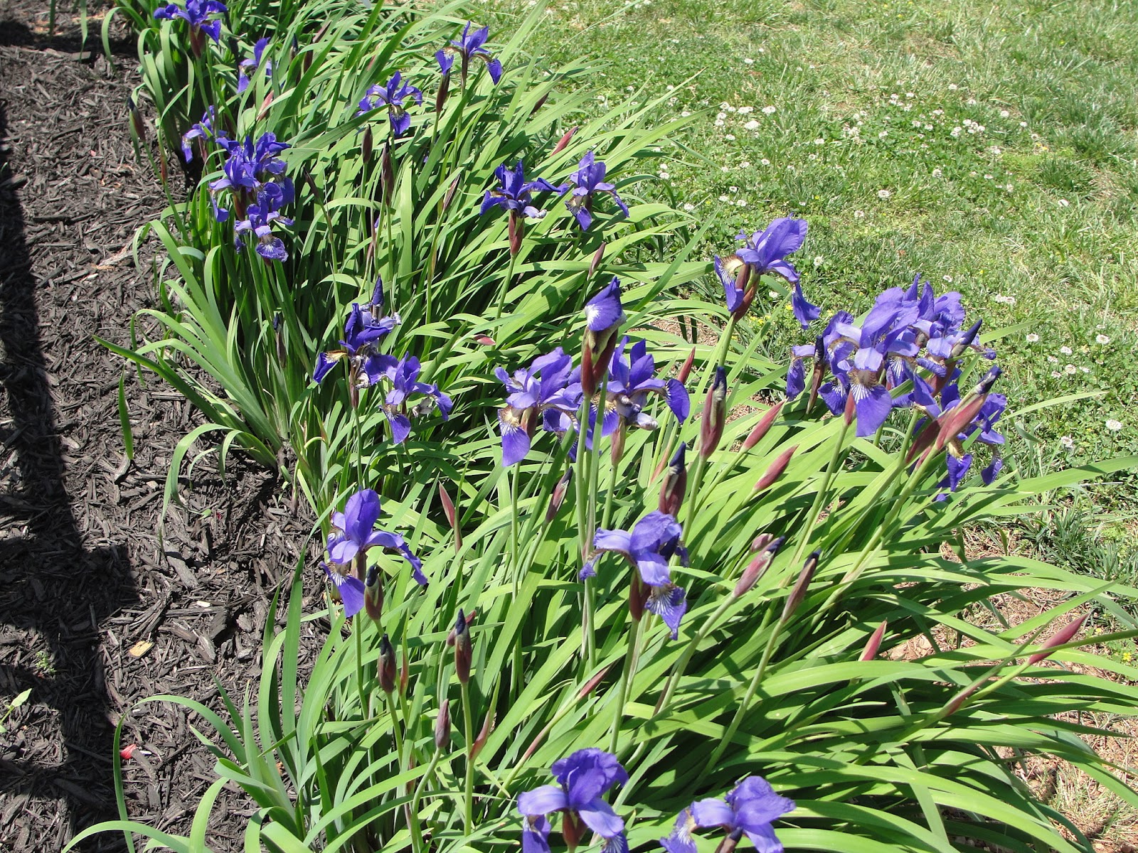 SOOOO MANY YEARS! Iris State Flower of Tennessee