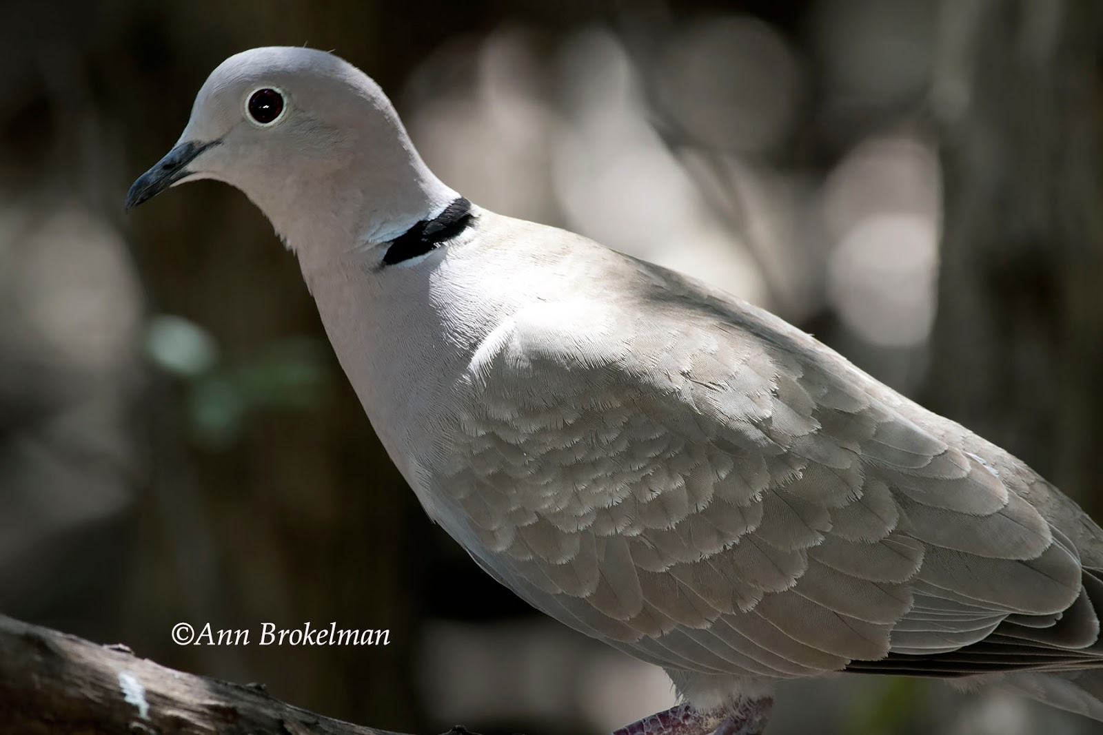 Ann Brokelman Photography Collared Dove Florida