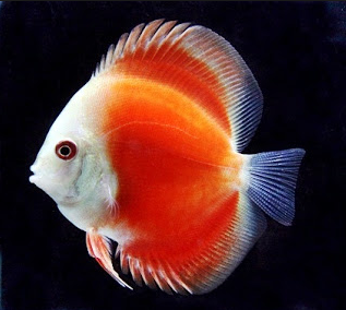 7 Besar Ikan Hias Paling Populer Di Indonesia Yang Manakah Milik