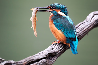Kingfisher Image