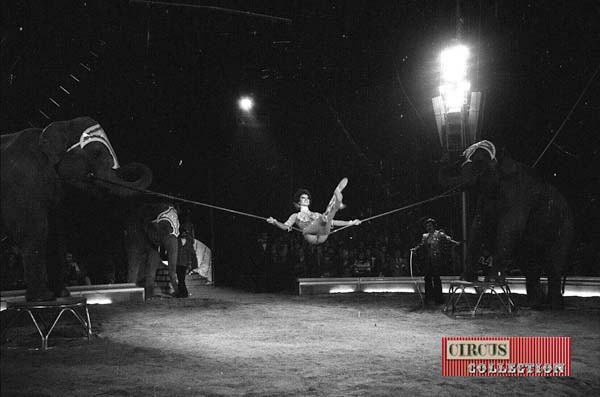 Germaine Knie se balançant sur une corde tenue par deux pachydermes