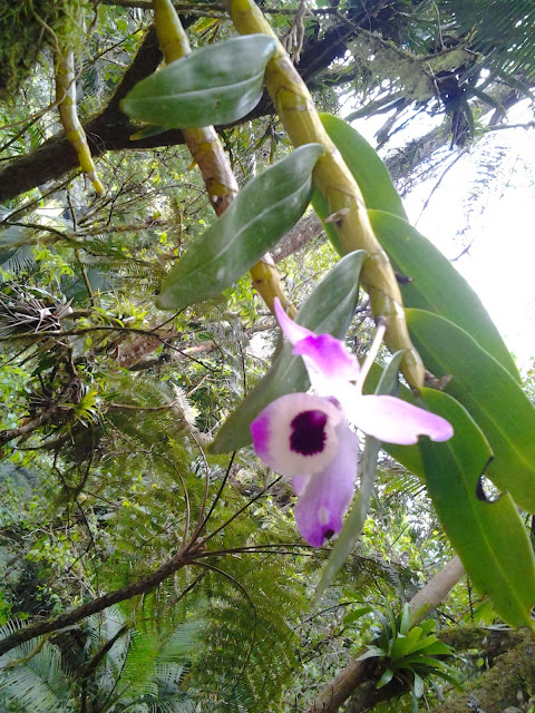 Foto tirada em Iporanga