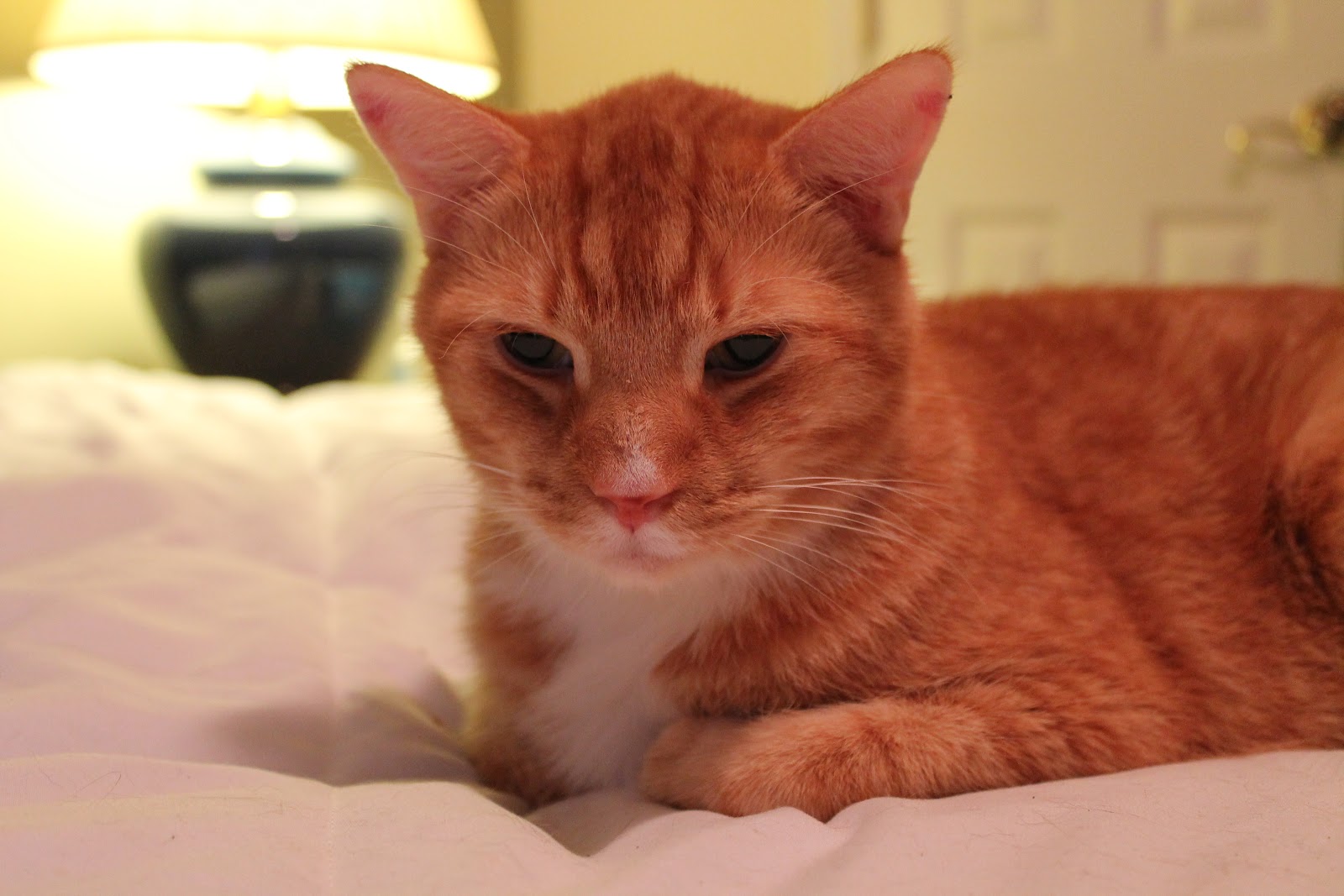 diabetic-cats-in-need-peanut-butter-has-a-home