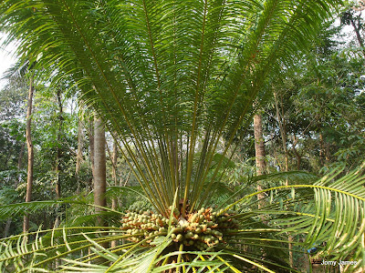 Eenthu, Cycads