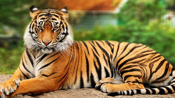 Harimau Malaya Lirik: Lagu yang Menggambarkan Keindahan dan Rahasia Hewan Raja Asia