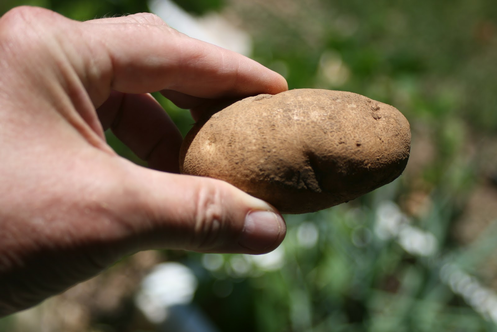 Gardening for the casual survivor! First potato harvested!