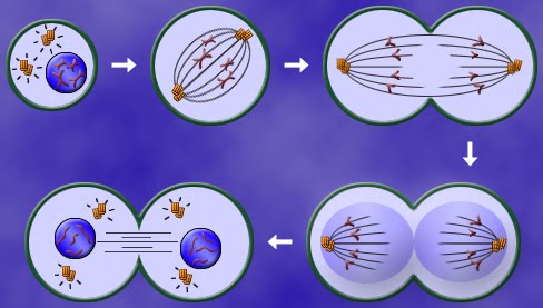 Mitosis, Divisiobn celular eucariontes