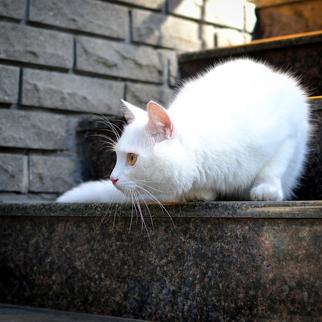 white-cat-stalking-something-nikon-camera-sample-image
