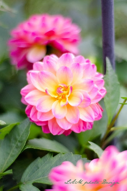 dahlias pink yellow flower