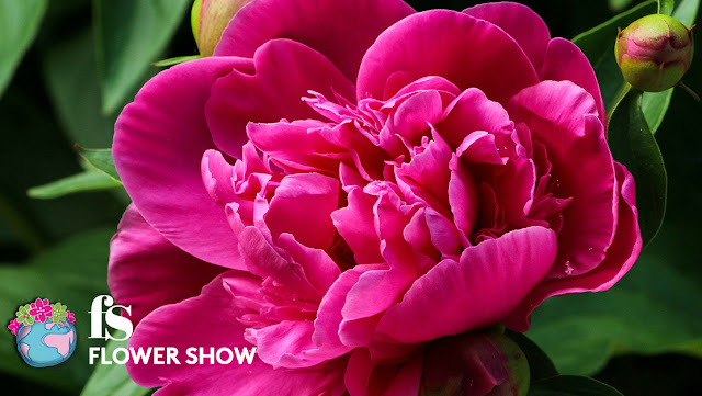 Flower Show 2017