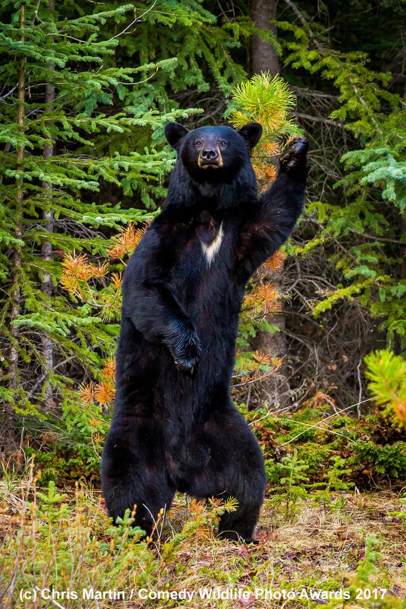 Финалисты фотоконкурса Comedy Wildlife Photography Awards