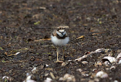 killdeer brown deer thrasher birds chicks robins spa backs mottling heads very