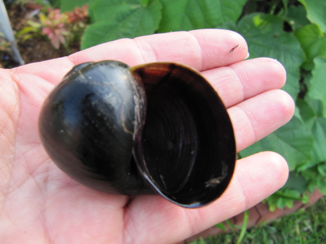 Blogging in Myrtle Glen, a central Florida gardening journal: Florida